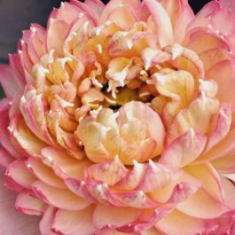 Octopus tropical lotus