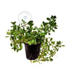 Hoya Incrassata (jiffy sized)