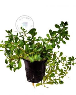 Hoya Incrassata (jiffy sized)