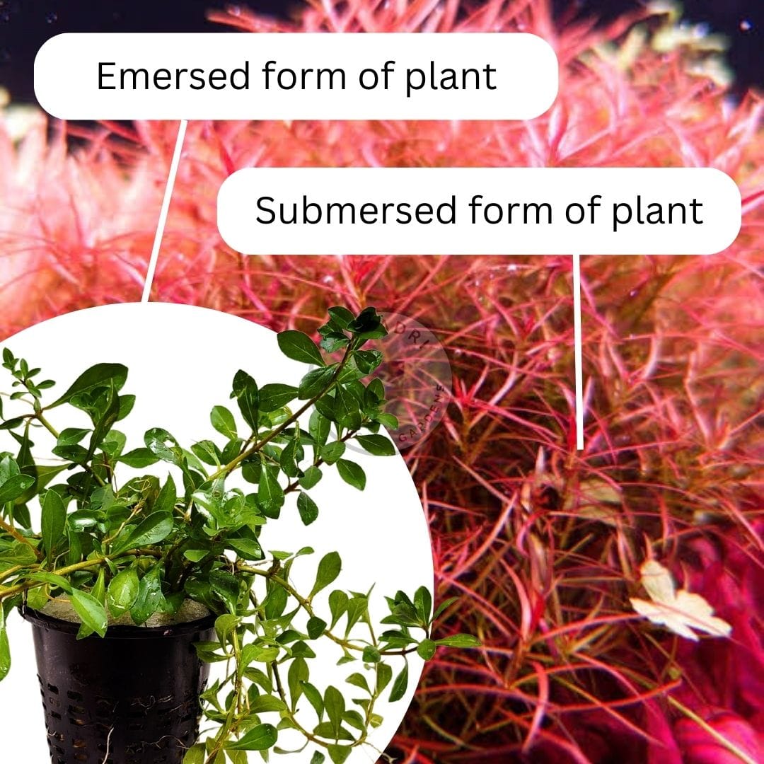 Ludwigia Arcuata/ Needle leaf ludwigia (Large pot) - Image 3