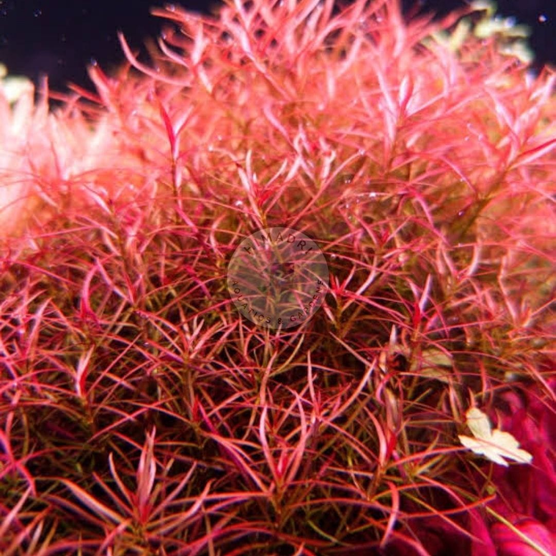 Ludwigia Arcuata/ Needle leaf ludwigia (Large pot) - Image 5