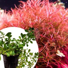 Ludwigia Arcuata/ Needle leaf ludwigia (Large pot)