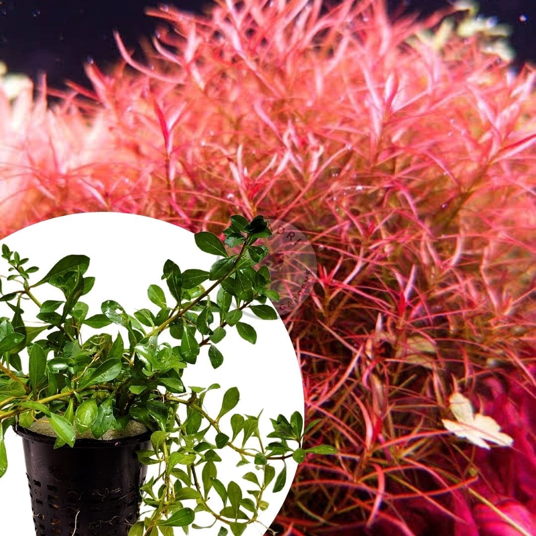 Ludwigia Arcuata/ Needle leaf ludwigia (Large pot) - Image 2