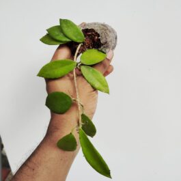 Hoya halophila (jiffy sized)