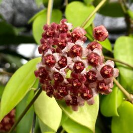 Hoya halophila (jiffy sized)