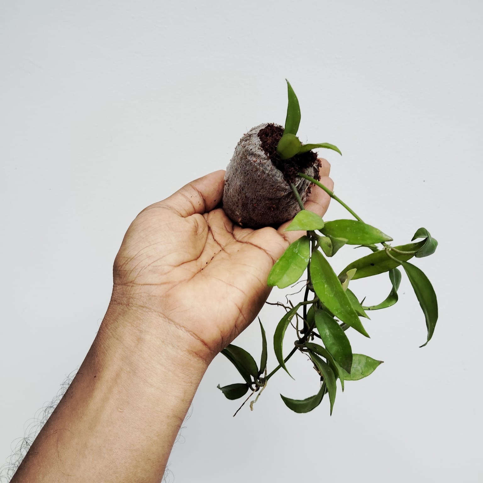 Hoya Lacunosa (jiffy sized) - Image 4