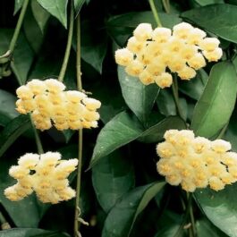 Hoya Lacunosa (jiffy sized)