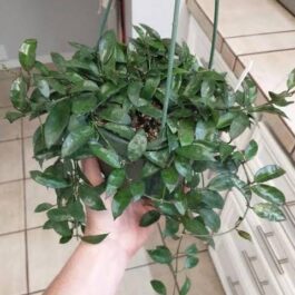 Hoya Lacunosa (jiffy sized)