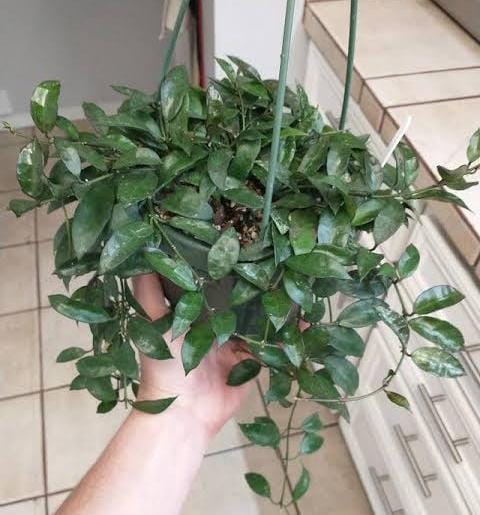 Hoya Lacunosa (jiffy sized) - Image 2