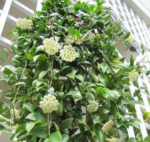 Hoya Lacunosa (jiffy sized) - Image 3