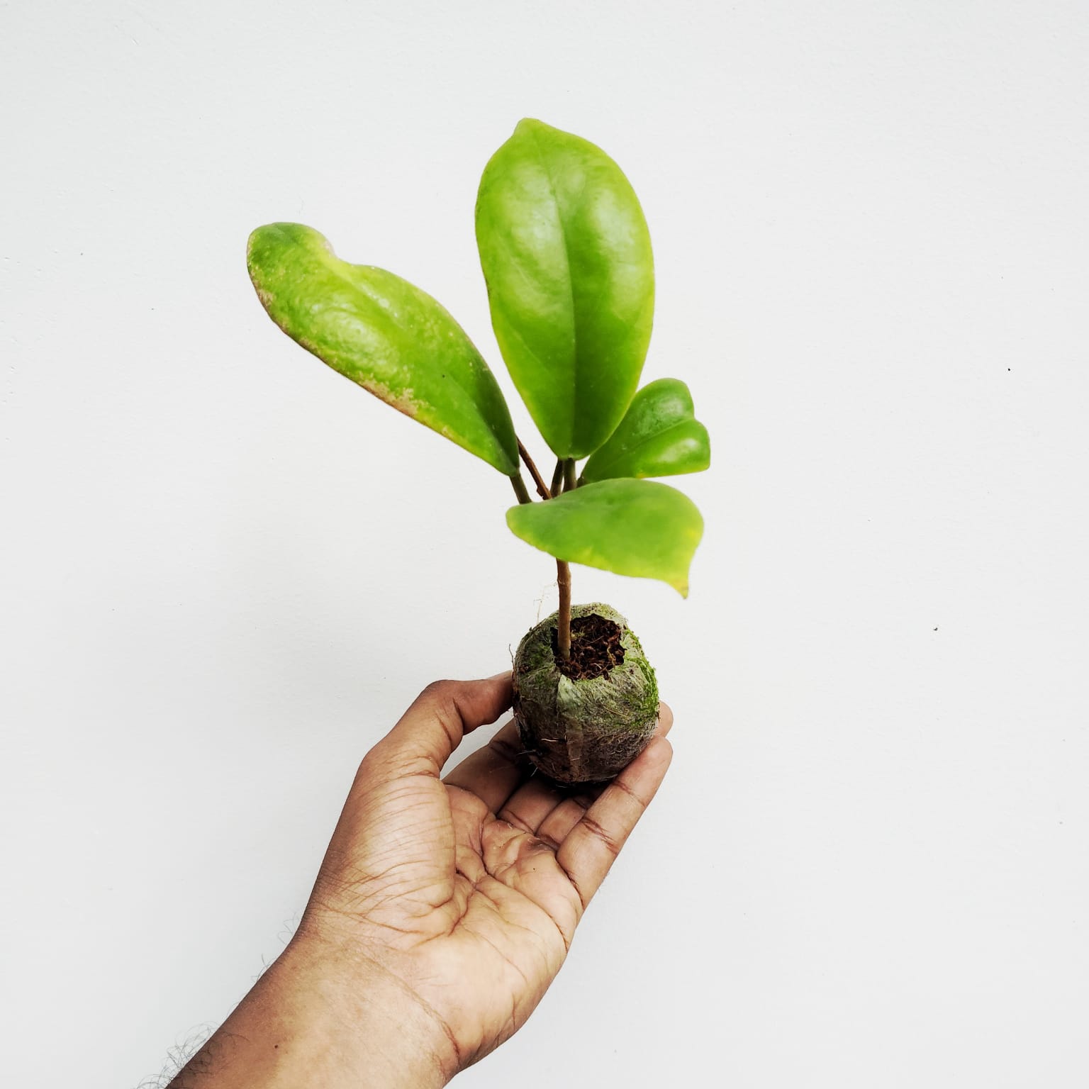Hoya Incrassata (jiffy sized) - Image 6