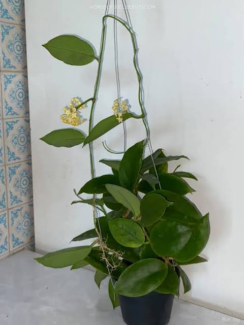 Hoya Incrassata (jiffy sized) - Image 4