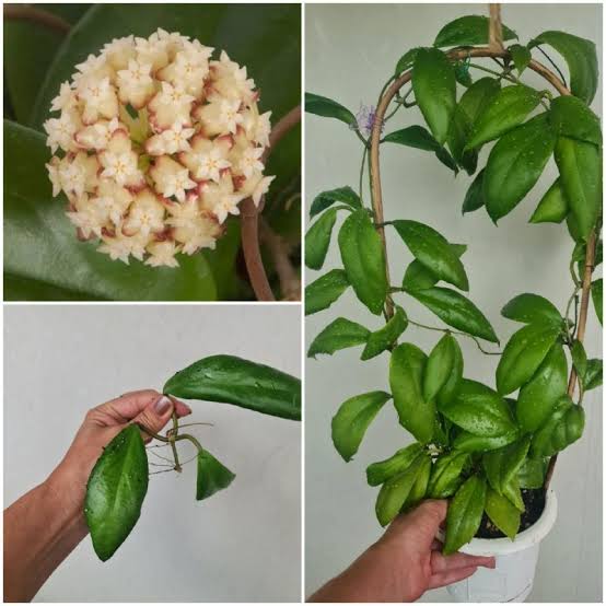 Hoya Incrassata (jiffy sized) - Image 5