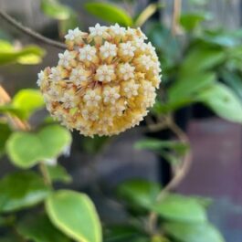 Hoya Incrassata (jiffy sized)