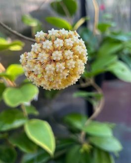 Hoya Incrassata (jiffy sized)