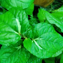 Varigated piper betel (single plant)
