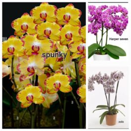 Phalaenopsis orchid combo 2 ( 3 plants)