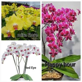 Phalaenopsis orchid combo 1 ( 3 plants)