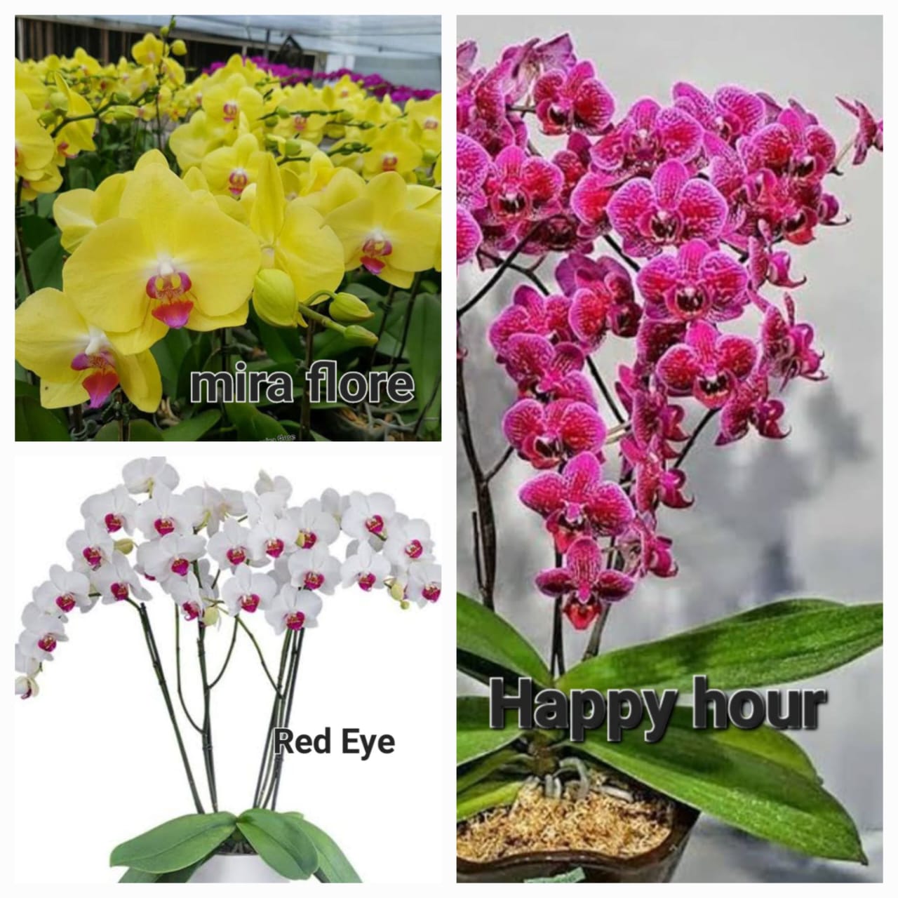 Phalaenopsis orchid combo 1 ( 3 plants)