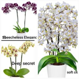Phalaenopsis orchid combo 4 ( 3 plants)