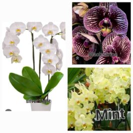 Phalaenopsis orchid combo 3 ( 3 plants)