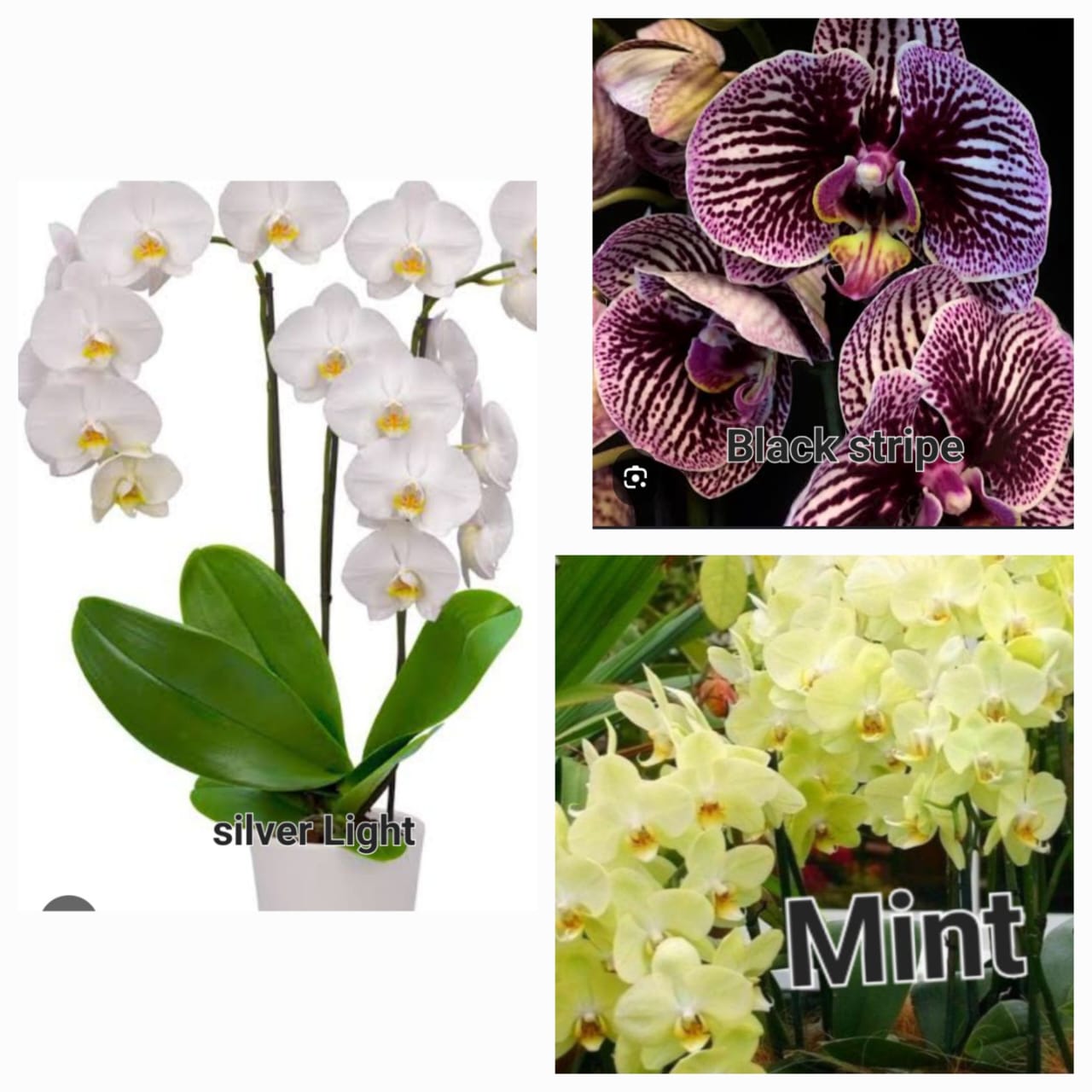 Phalaenopsis orchid combo 3 ( 3 plants)