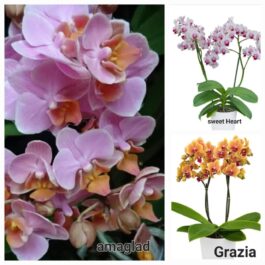 Phalaenopsis orchid combo 6 ( 3 plants)