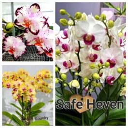 Phalaenopsis orchid combo 5 ( 3 plants)