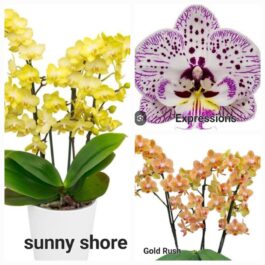 Phalaenopsis orchid combo 7 ( 3 plants)