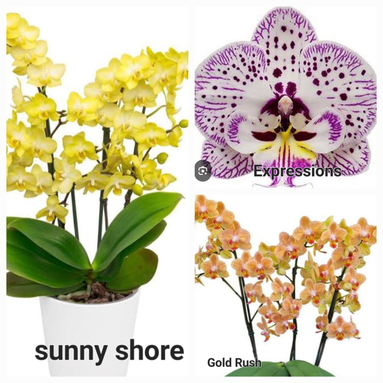 Phalaenopsis orchid combo 7 ( 3 plants)