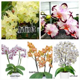 Phalaenopsis orchid combo 9 ( 5 plants)