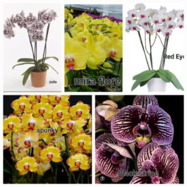 Phalaenopsis orchid combo 8 ( 5 plants)