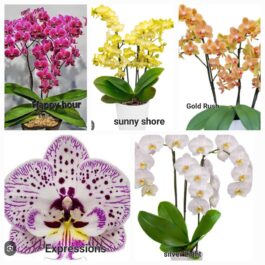 Phalaenopsis orchid combo 11 ( 5 plants)