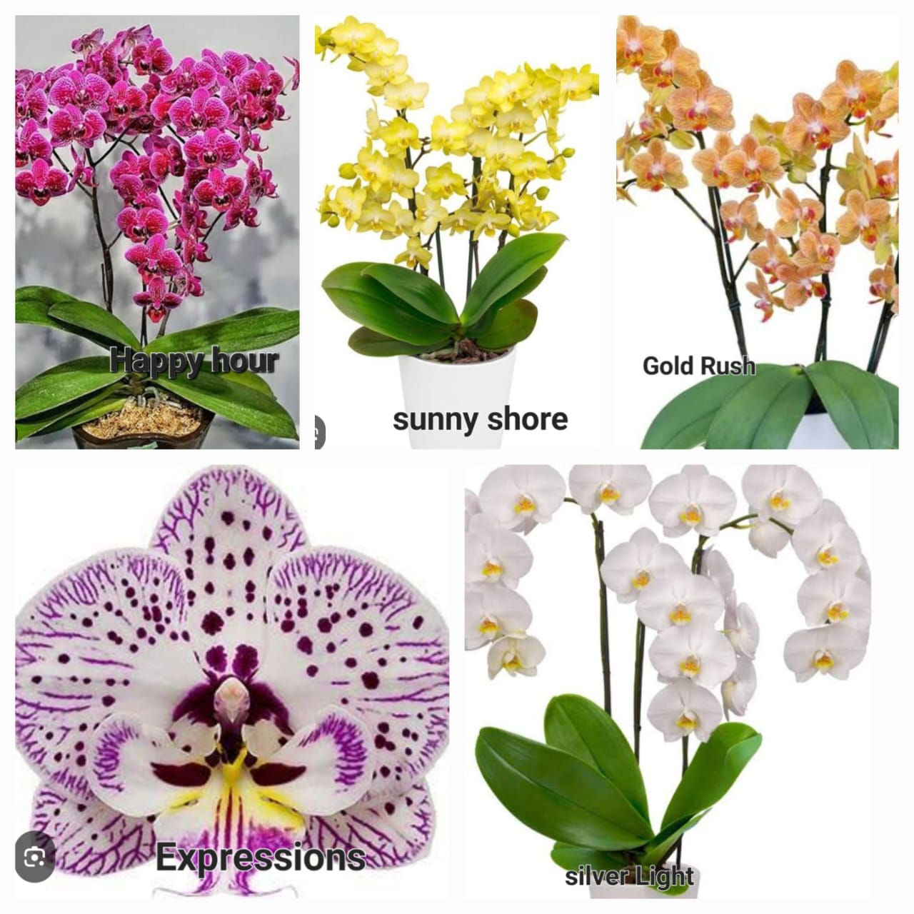 Phalaenopsis orchid combo 11 ( 5 plants)