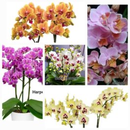 Phalaenopsis orchid combo 10 ( 5 plants)