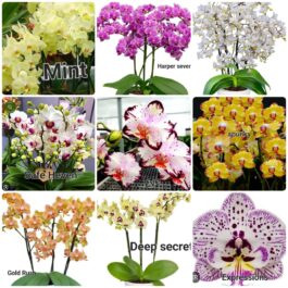 Phalaenopsis orchid combo 12 ( 9 plants)