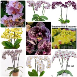 Phalaenopsis orchid combo 13 ( 9 plants)