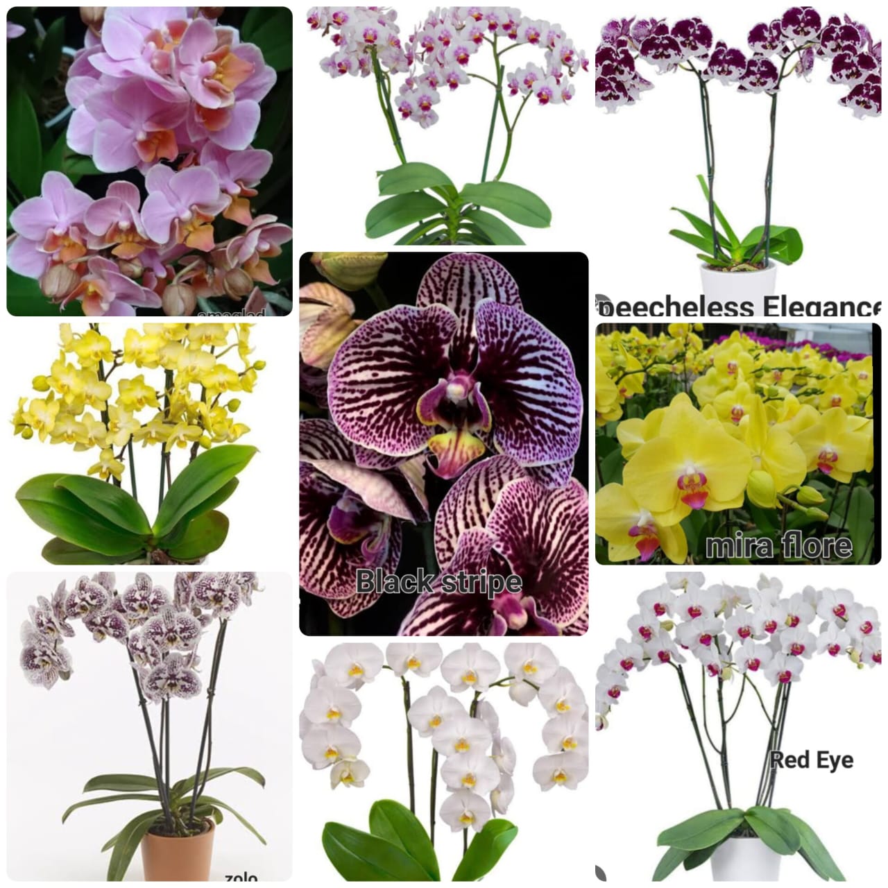 Phalaenopsis orchid combo 13 ( 9 plants)
