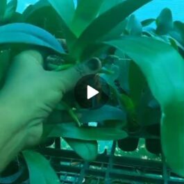 Phalaenopsis orchid combo 2 ( 3 plants)