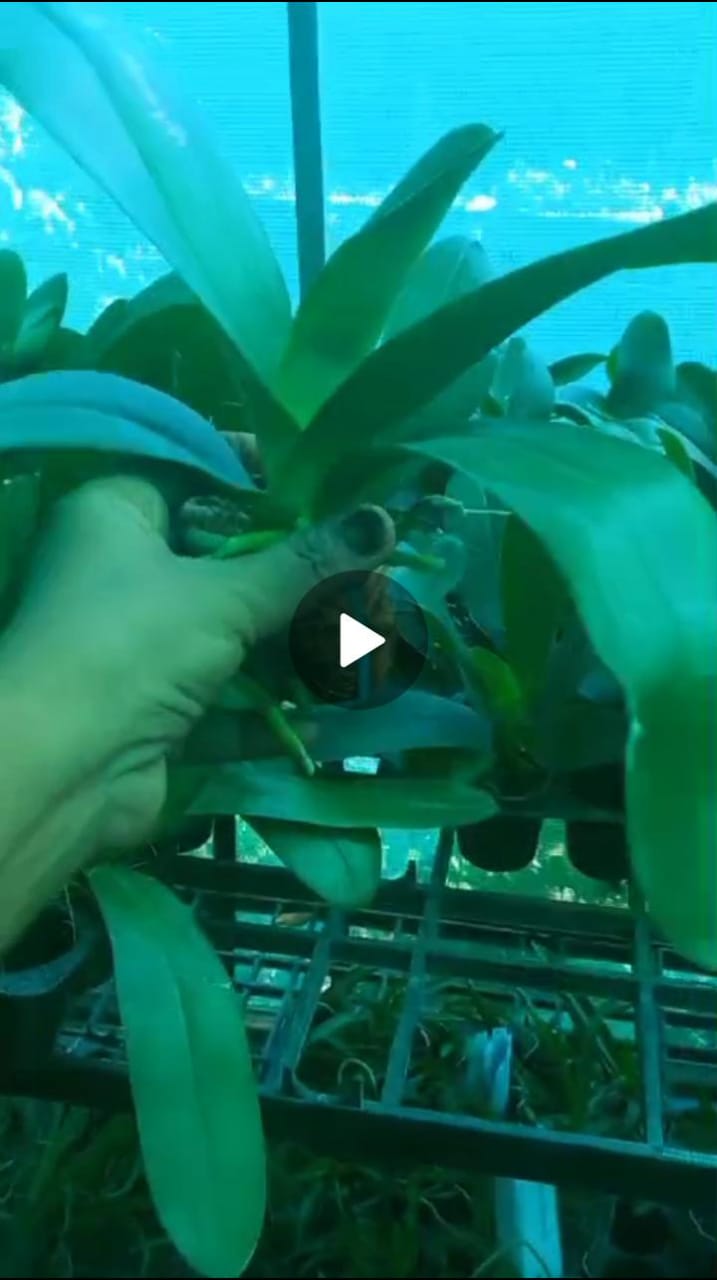 Phalaenopsis orchid combo 7 ( 3 plants) - Image 2