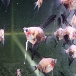 Angel combo ( plantinum white 2 pcs, black 2 pcs, smokey blue  2 pcs)