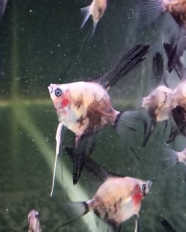 Angel combo ( plantinum white 2 pcs, black 2 pcs, smokey blue  2 pcs)