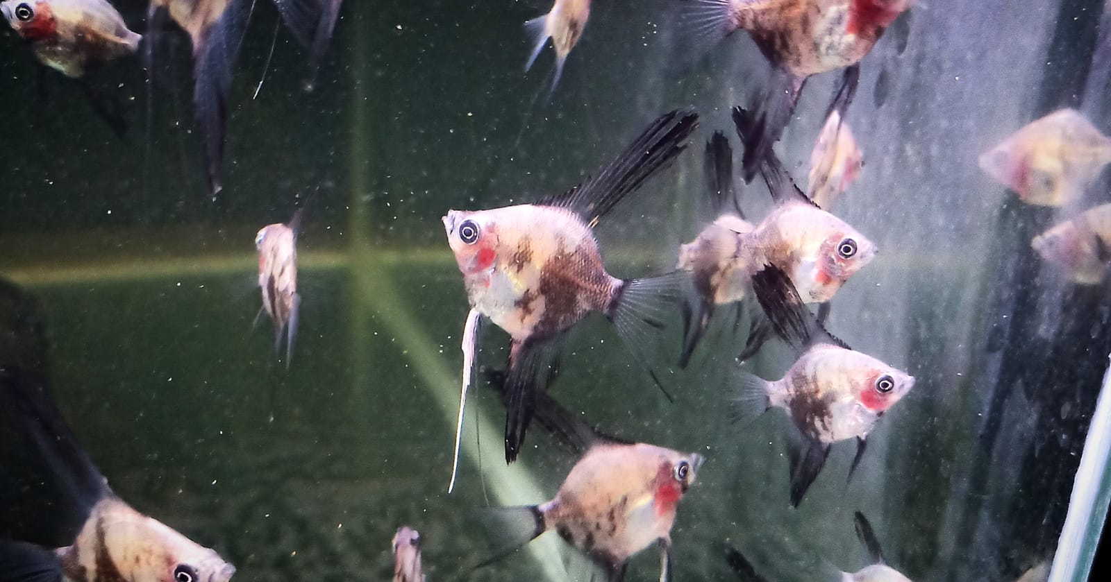 Angel combo ( plantinum white 2 pcs, black 2 pcs, smokey blue  2 pcs) - Image 2