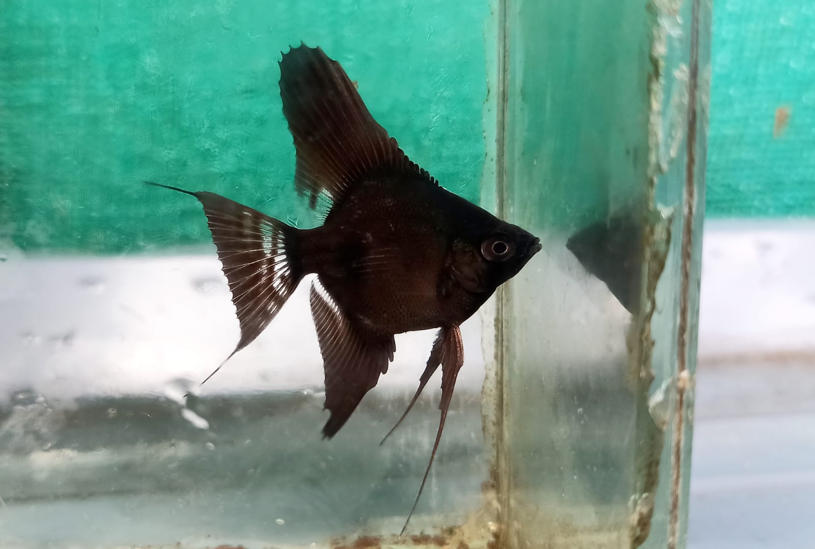 Angel combo ( plantinum white 2 pcs, black 2 pcs, smokey blue  2 pcs) - Image 3