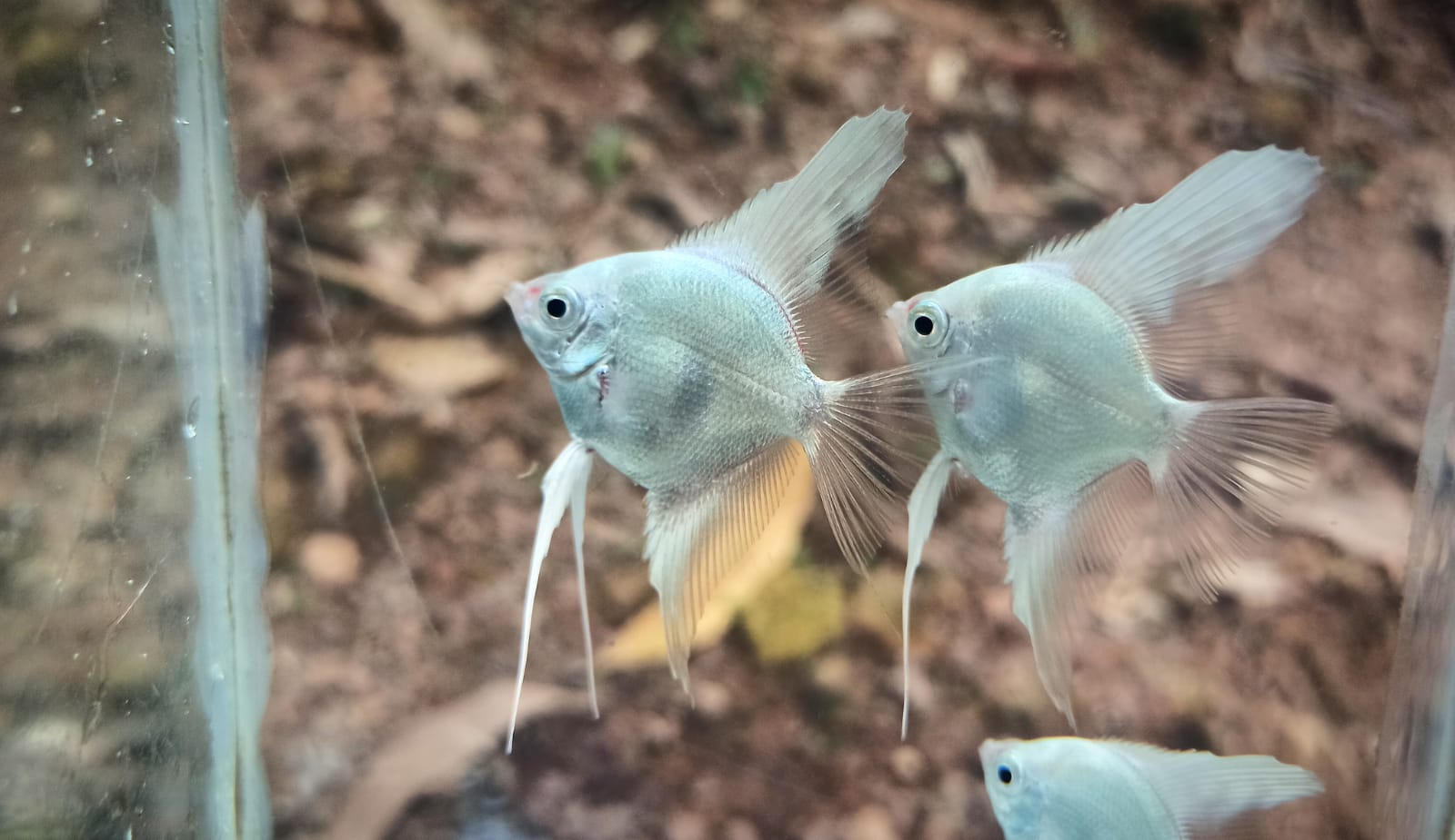 Angel combo ( plantinum white 2 pcs, black 2 pcs, smokey blue  2 pcs) - Image 4