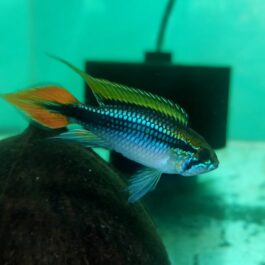 Apistogramma Agazizzi double red pair