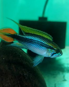 Apistogramma Agazizzi double red small sized ( 4 pcs)