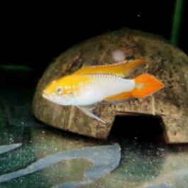 Apistogramma Agazizzi fire gold small sized ( 4 pcs)