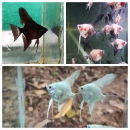 Angel combo ( plantinum white 2 pcs, black 2 pcs, smokey blue  2 pcs)