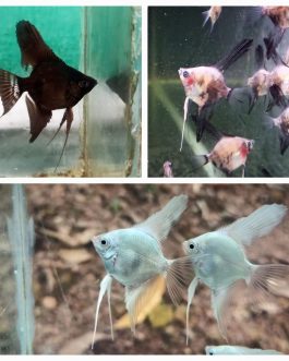 Angel combo ( plantinum white 2 pcs, black 2 pcs, smokey blue  2 pcs)